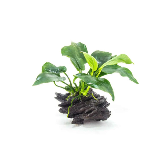 Anubias Barteri xs wood Tropical Treasures Wyo LLC