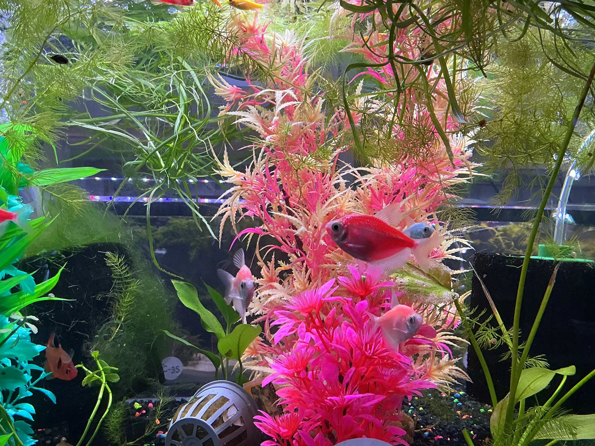 Moonrise Pink GloFish tetras swimming through bright pink and green aquarium plants under blue lighting