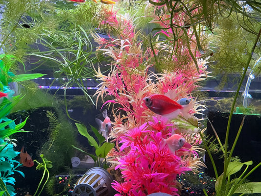 GloFish® Moonrise Pink® Tetra