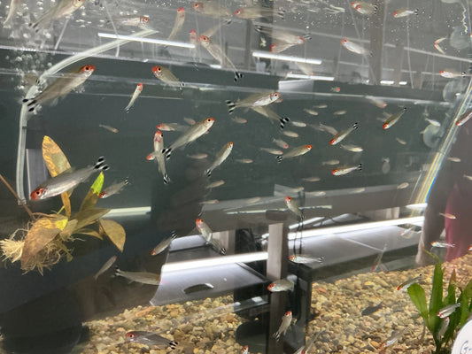 Rummynose Tetra Tropical Treasures Wyo