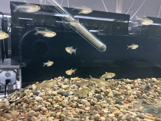 Lemon Tetra Tropical Treasures Wyo
