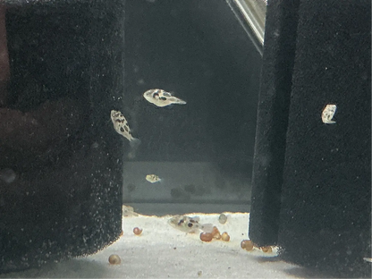 Pea Puffer (Carinotetraodon travancoricus) – tiny 1-inch freshwater pufferfish with round body and bright eyes, swimming in a planted aquarium.