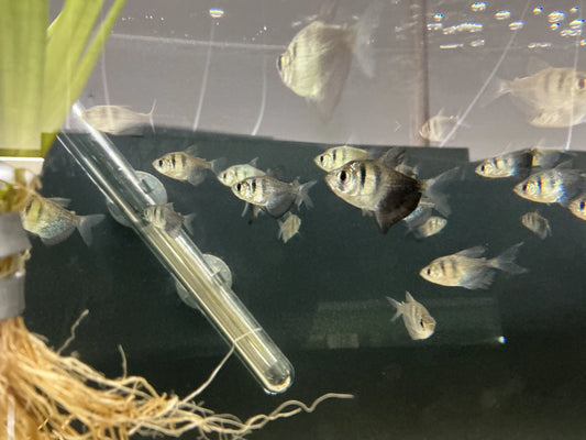 Black Skirt Tetra Tropical Treasures Wyo