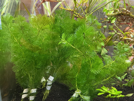 Green Cabomba live aquarium plant for freshwater planted tanks