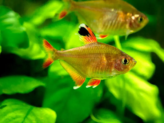 Candy Cane Tetra Tropical Treasures Wyo