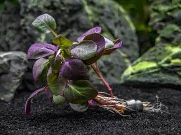 Cardinal Plant – Lobelia cardinalis with bright green leaves and red stems used as midground aquarium plant