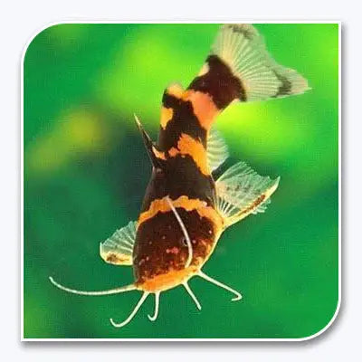 South American bumblebee catfish nocturnal freshwater fish