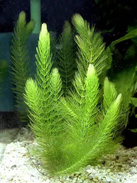 ornwort aquarium plant with fine feathery green foliage floating in a freshwater planted tank.