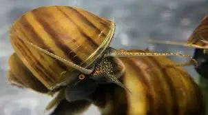 Chestnut Albino Mystery Snail (Pomacea bridgesii) – freshwater snail with chestnut shell and white body