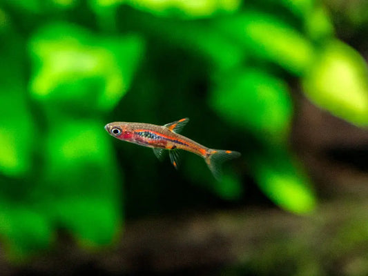Close-up of Boraras brigittae with fiery red coloration
