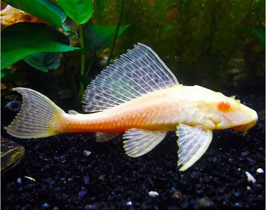 Chocolate Albino Pleco – freshwater aquarium pleco with creamy albino coloring and chocolate undertones, peaceful algae eater for community tanks