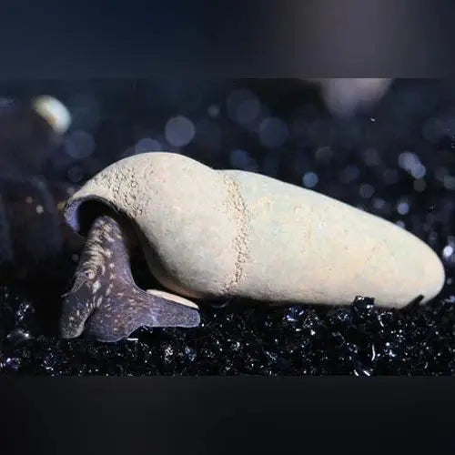 Chocolate Rabbit Snail (Tylomelania perfecta) with golden-yellow body and brown shell on dark aquarium substrate