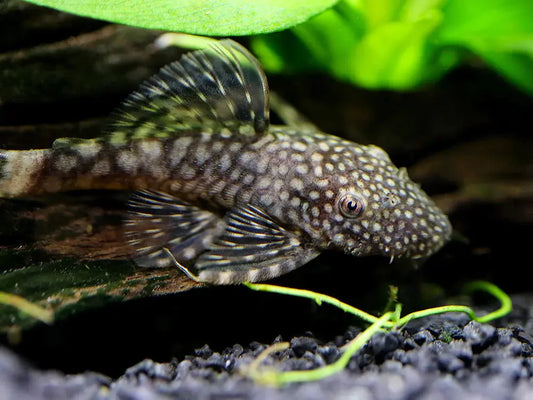 Chocolate Pleco – large freshwater catfish with dark brown body and unique patterning, resting on driftwood in a planted aquarium.