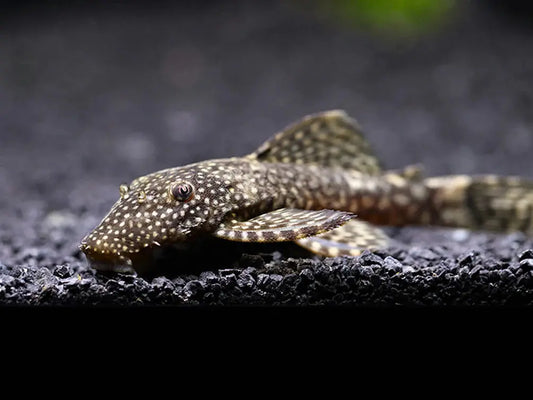 Chocolate Longfin Bristlenose Pleco – small brown pleco with long flowing fins, resting on driftwood in a planted freshwater aquarium