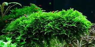 Christmas Moss Cup Tropical Treasures Wyo