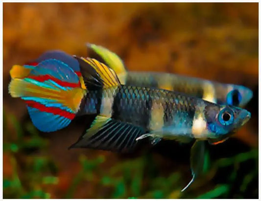 Group of Epiplatys annulatus swimming in freshwater aquarium