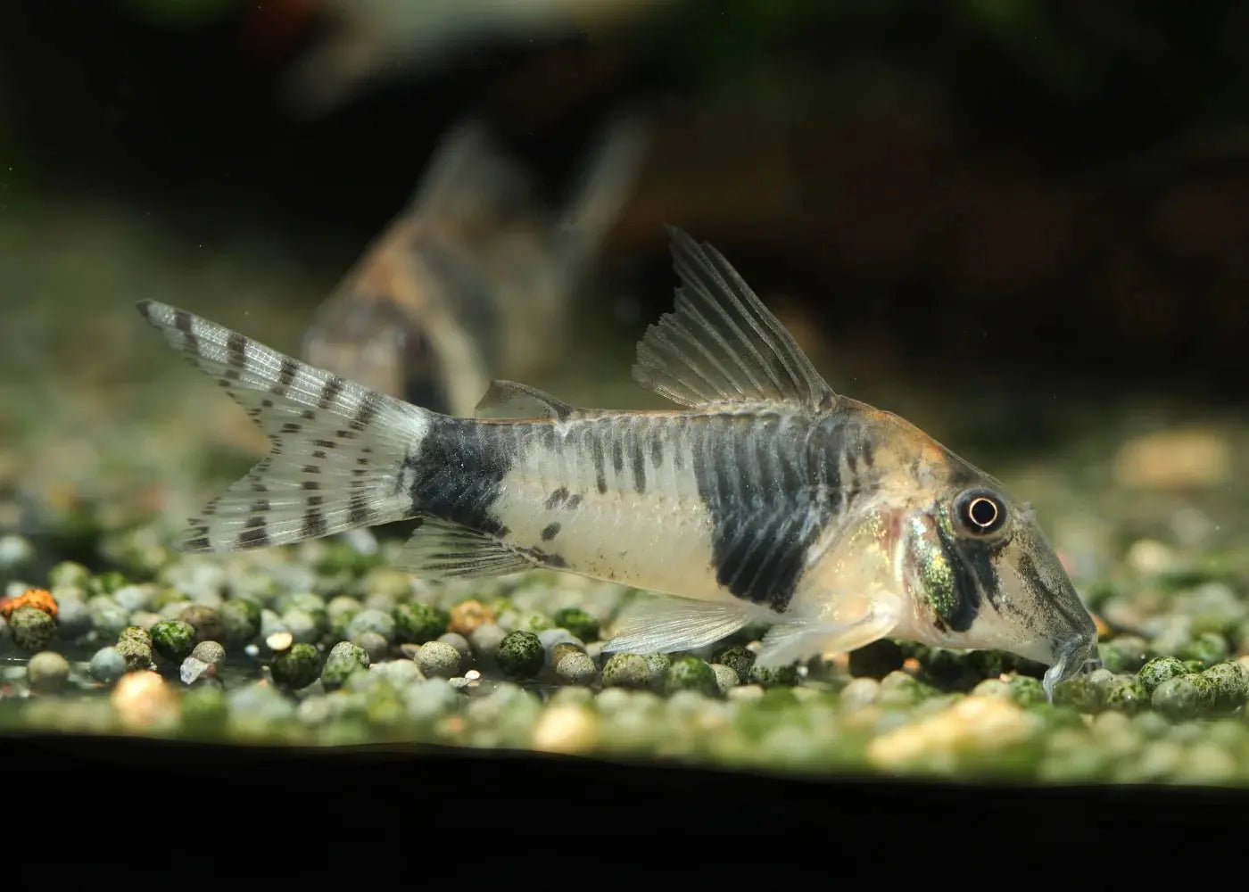 Reynolds Corydoras Corydoras reynoldsi aquarium Corydoras reynoldsi peaceful bottom dweller Reynolds cory catfish schooling freshwater fish Corydoras reynoldsi community aquarium catfish