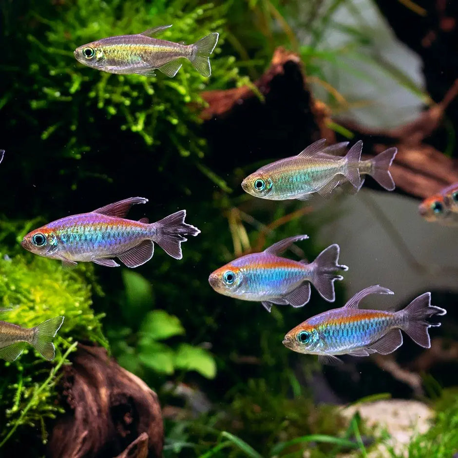 Tetras Collection – Colorful Freshwater Schooling Fish – Tropical ...