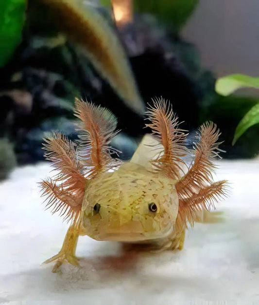Copper Axolotl with speckled pattern and feathery gills in aquarium