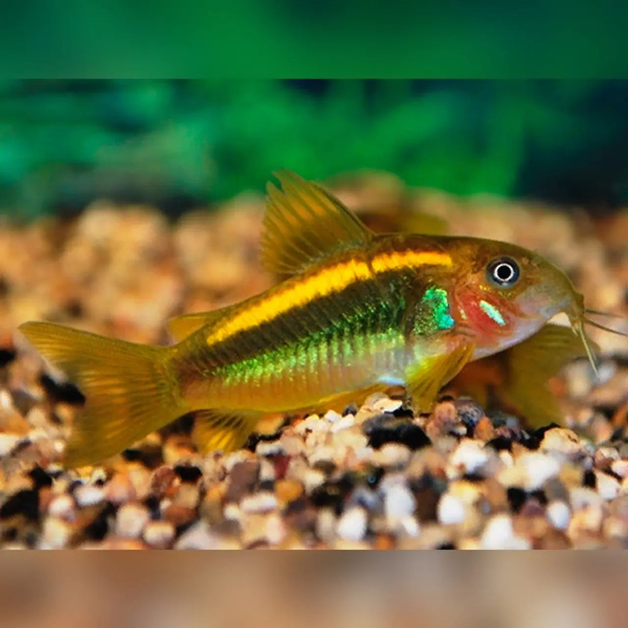 Gold Laser Corydora Tropical Treasures Wyo