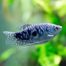 Cosby Opaline Gourami Tropical Treasures Wyo