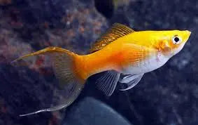 Creamsicle Lyretail Molly – freshwater livebearer fish with orange and white coloration and elongated lyretail fins, swimming in a planted aquarium.