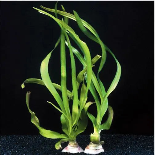Crinum Thaianum Water Onion Tropical Treasures Wyo LLC