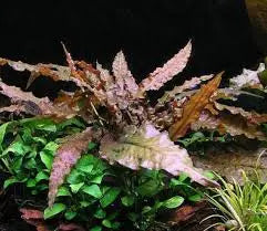 Crypt Mioya Tropical Treasures Wyo LLC