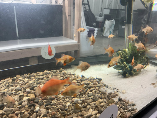 Albino Tiger Barb (Puntigrus tetrazona) – striking albino morph of Tiger Barb with cream-golden body and red fins, ideal for active community aquariums.