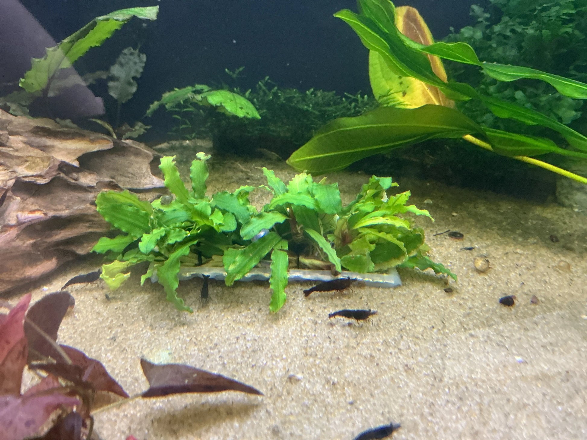 Bucephalandra Wire Mat – live aquarium plant attached to mesh mat
