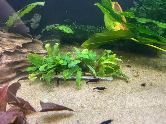 Bucephalandra Wire Mat – live aquarium plant attached to mesh mat