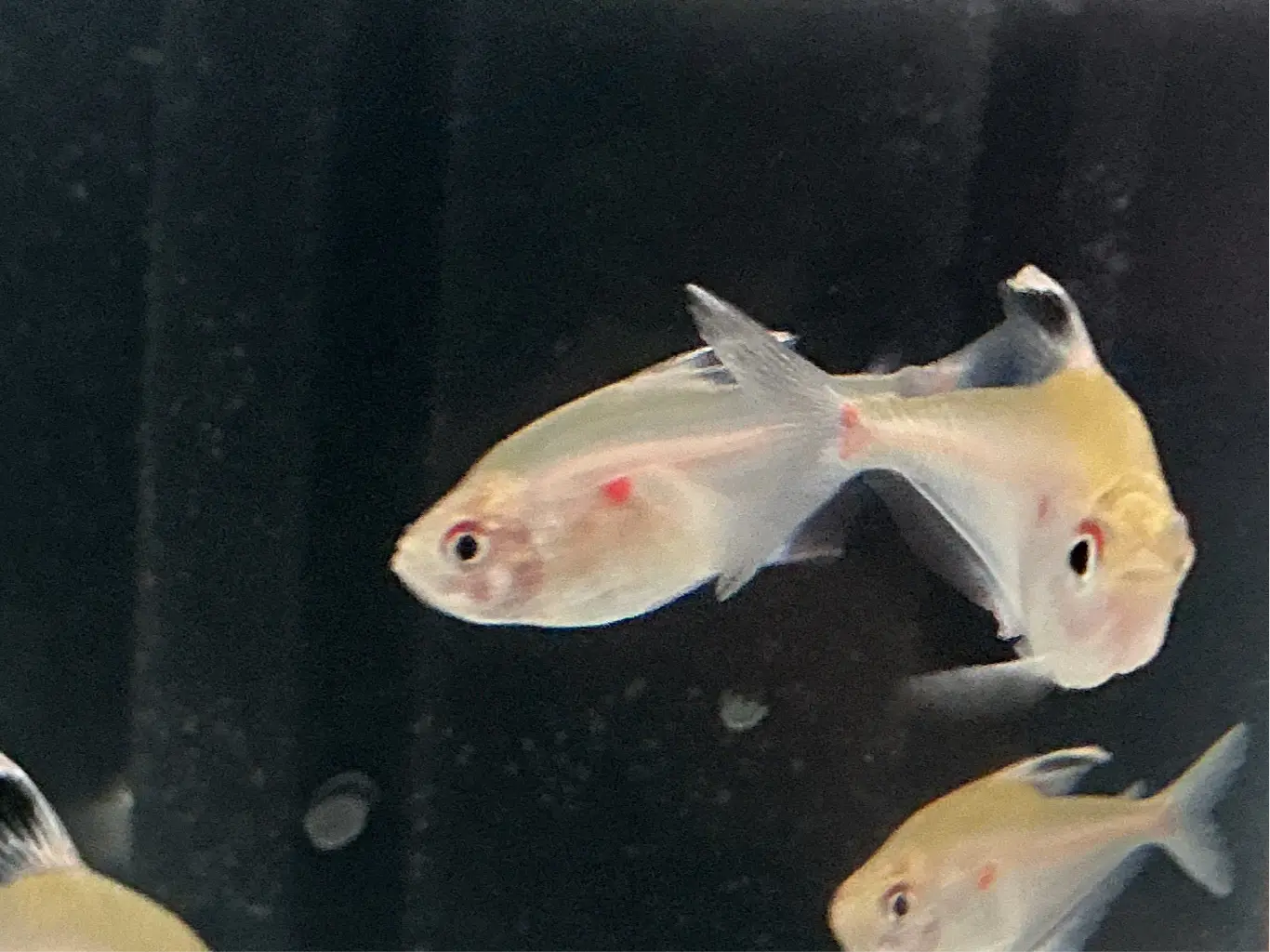 Bleeding Heart Tetra Tropical Treasures Wyo