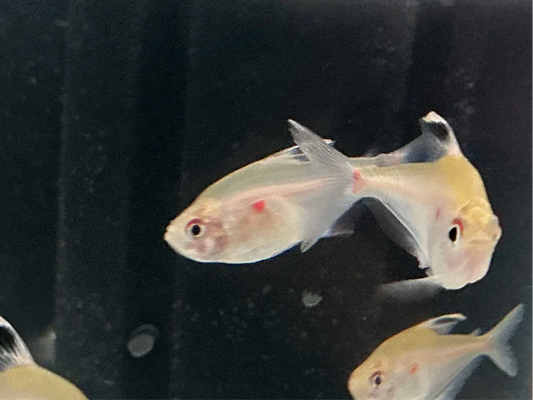 Bleeding Heart Tetra Tropical Treasures Wyo