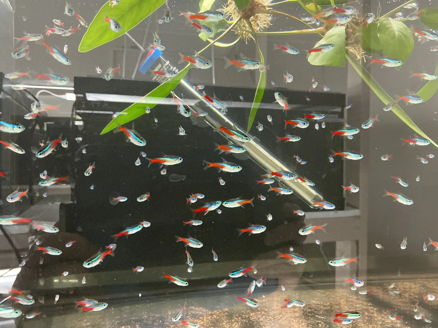 Neon Tetra small freshwater schooling fish with bright blue and red stripes