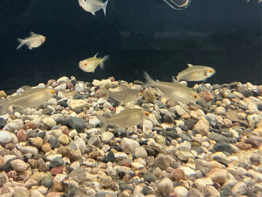 Lemon Tetra Tropical Treasures Wyo