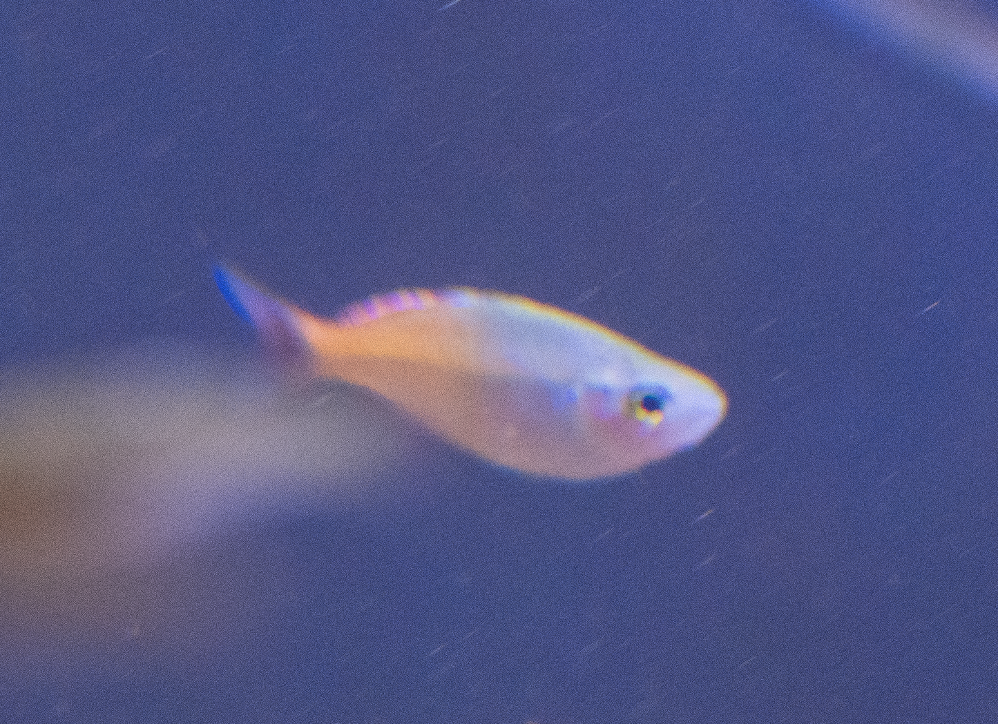 Boesemani Rainbowfish