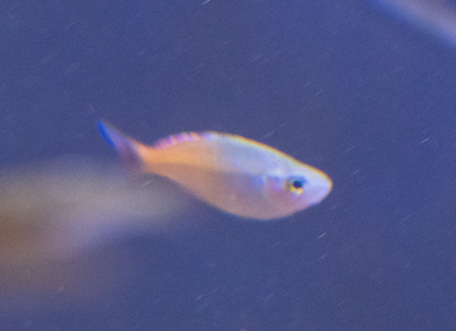 Boesemani Rainbowfish