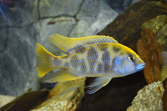 African cichlid Venustus live aquarium fish