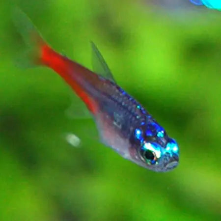 Diamond Neon Tetra Tropical Treasures Wyo