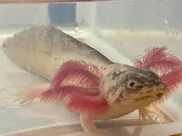Dirty Masked Lucy Axolotl with pale body and dark speckled face in aquarium