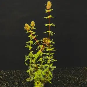 Myriophyllum brasillensis freshwater aquarium stem plant with soft feathery green foliage for planted tanks and aquascapes.
