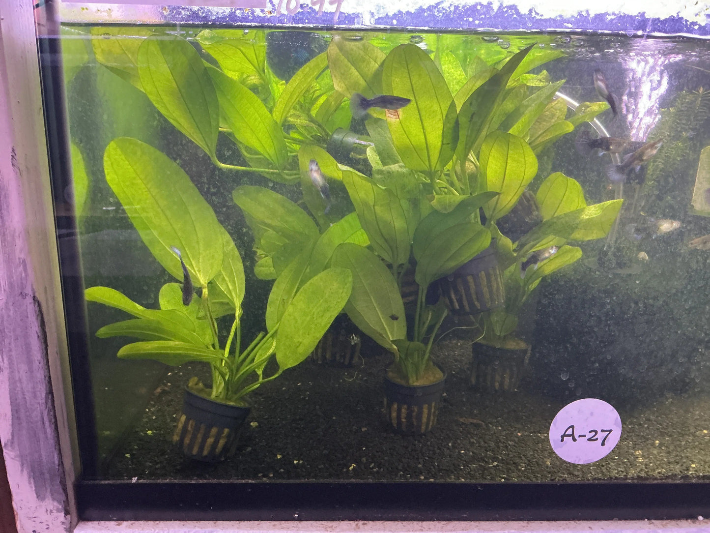 Echinodorus schlueteri – Hardy Broad-Leaf Amazon Sword