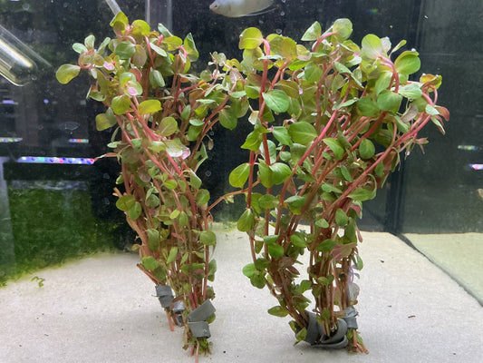 Healthy Rotala Blood Red stem plant ready for freshwater aquarium
