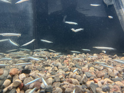 Platinum Halfbeak 1.5-2” Tropical Treasures Wyo LLC