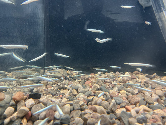 Platinum Halfbeak 1.5-2” Tropical Treasures Wyo LLC
