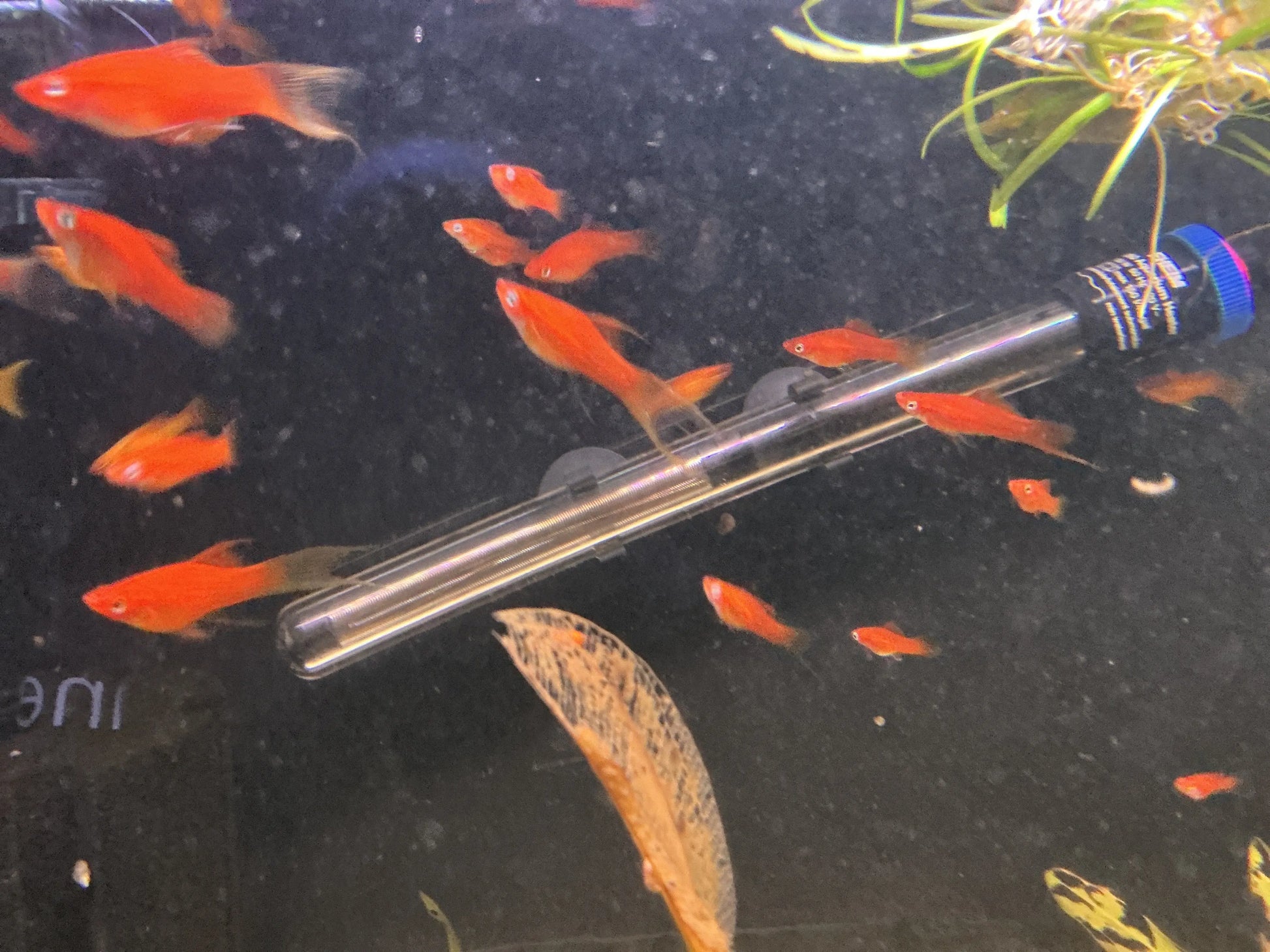 Lyretail Swordtail fish colorful freshwater livebearer with long flowing tail fins