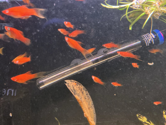 Lyretail Swordtail fish colorful freshwater livebearer with long flowing tail fins