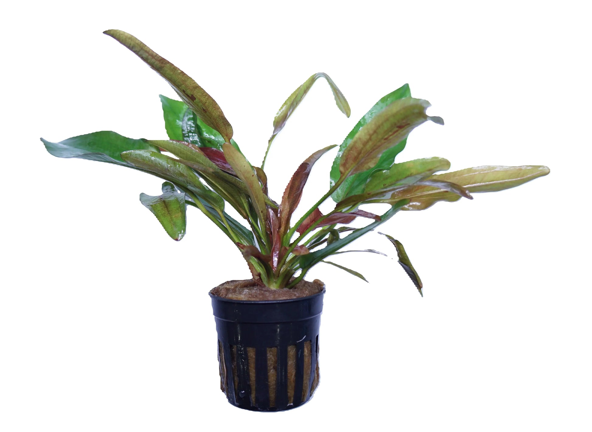 Echinodorus Fire Phoenix aquarium plant