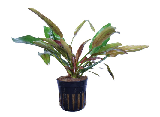Echinodorus Fire Phoenix aquarium plant