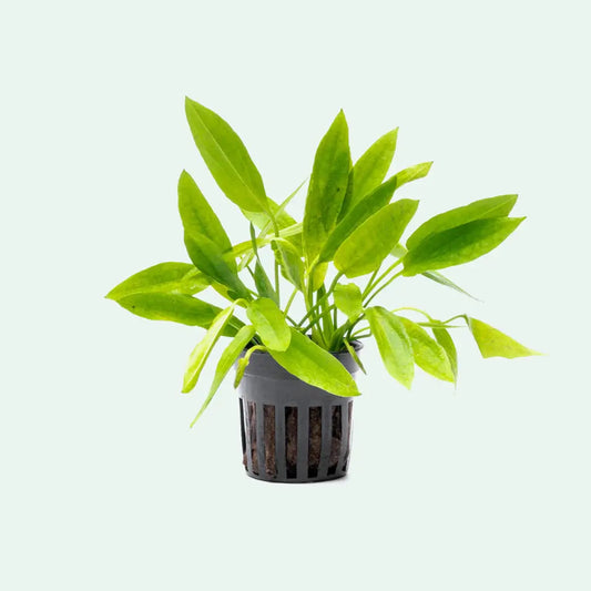 Ozelot Narrow Mini sword plant freshwater tank